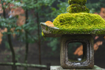 天理の魅力を世界に発信！