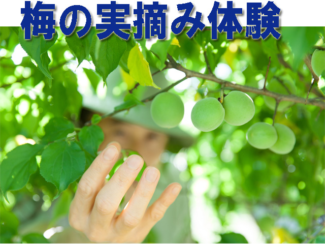 サムネール画像